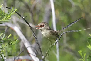 Malurus: Variegated Fairy-wren - female