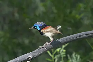 Starting: Variegated Fairy-wren - Male with new tail starting to grow
