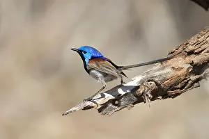 Malurus: Variegated Fairy-wren - male perched