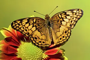 Claudia: Variegated Fritillary