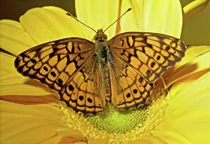 Claudia: Variegated Fritillary