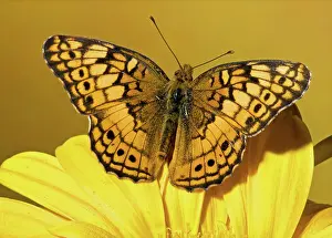 Claudia: Variegated Fritillary