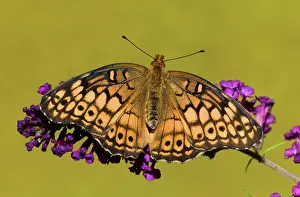 Antennae: Variegated Fritillary