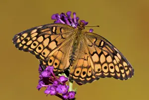 Antennae: Variegated Fritillary