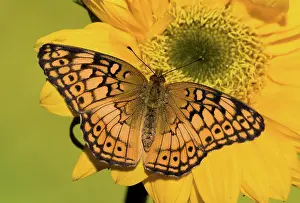Antennae: Variegated Fritillary