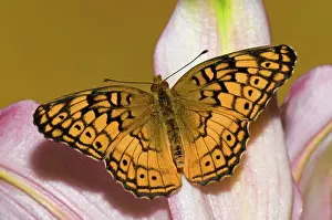 Antennae: Variegated Fritillary