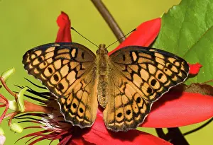 Antennae: Variegated Fritillary