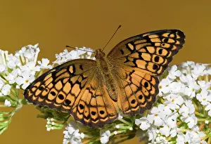 Antennae: Variegated Fritillary