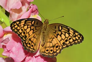 Antennae: Variegated Fritillary