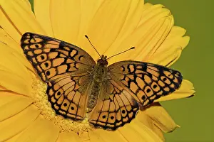 Antennae: Variegated Fritillary