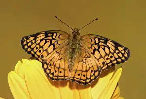 Antennae: Variegated Fritillary