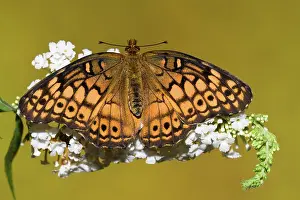 Antennae: Variegated Fritillary Butterfly