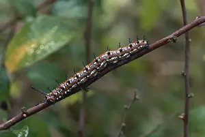Nymphalid: Variegated Fritillary Caterpillar