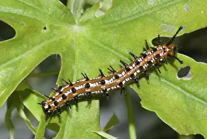 Spines: Variegated fritillary caterpillar