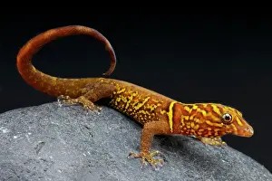 Trinidad: Variegated gecko (Gonatodes cecilae), Trinidad and