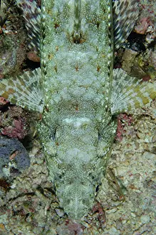 Aulopiformes: Variegated Lizardfish - Demak dive site, Bangka