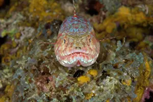 Lombok: Variegated lizardfish - Han Reef dive site Gili Air Lombok I