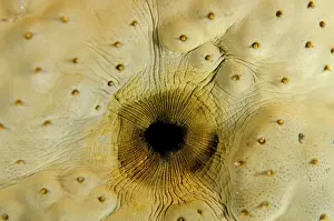 Holothurian: Variegated Sea Cucumber anus on night dive TK1 dive