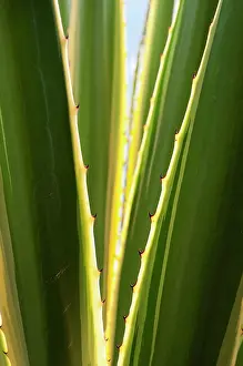 Tough: Variegated Sword Lily, Furcraea selloa var. marginata, close