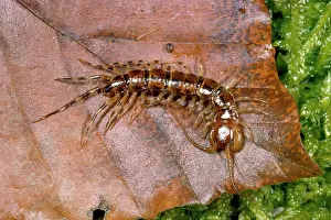 Centipedes: Variegated Woodland Centipede