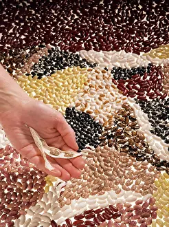 Kidney: Many Varieties of Beans