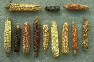 Fallows: Maize