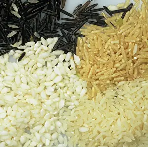 Grains: Varieties of Rice Grains