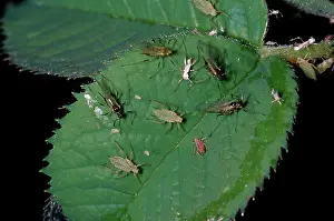 Kinds: Variety of Aphids