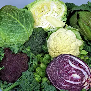 Sprouts: A variety of brassica and cabbage crops