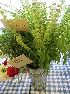 Basil: Herbs