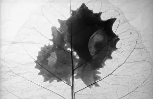 Vein: Variety not identified, Black & white