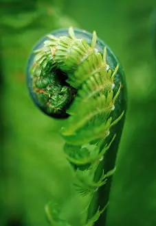 Athyrium: varieynotidentified