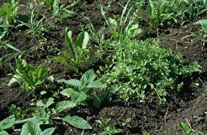 Album: Various annual weeds