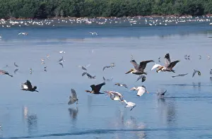 Ding: Various Florida Birds