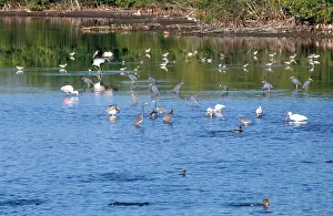 Ding: Various Florida Birds
