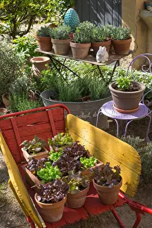 Private: Various herbs and salad in pots, Provence, France