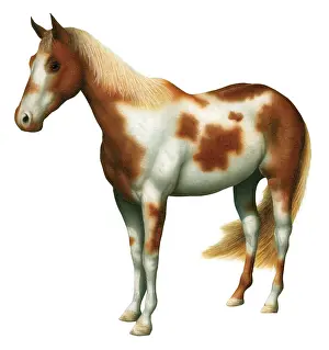 Miles Kelly Publishing: Various Horse Shoes