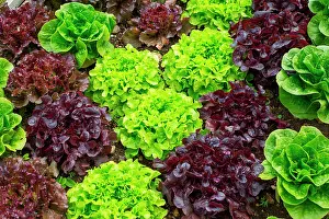 Salad: Various Lettuces in a kitchen garden, Provence