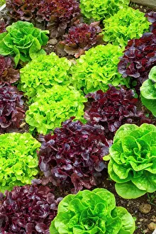 Salad: Various Lettuces in a kitchen garden, Provence