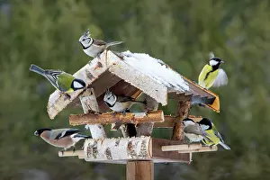 Terfens: Various songbirds at a feeder, in winter, photomontage
