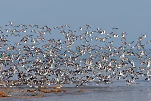 Dunlins: Various Waders: Dunlin - Ringed Plover - Black-tailed
