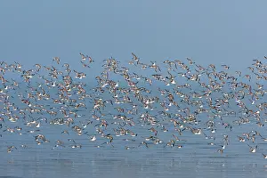 Dunlins: Various Waders: Dunlin - Ringed Plover - Black-tailed