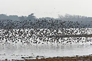 Dunlins: Various Waders: Dunlin - Ringed Plover - Black-tailed