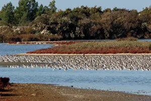 Dunlins: Various Waders: Dunlin - Ringed Plover - Black-tailed