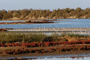 Dunlins: Various Waders: Dunlin - Ringed Plover - Black-tailed