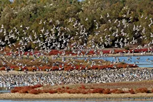 Dunlins: Various Waders - (mainly Dunlin)