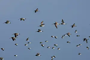 Dunlins: Various Waders: mainly Dunlin and Curlew - in flight