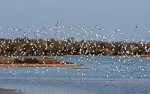 Dunlins: Various Waders (mainly Dunlin) - in flight