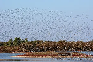Dunlins: Various Waders (mainly Dunlin) - in flight