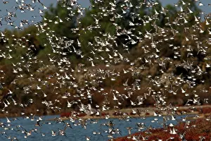 Dunlins: Various Waders (mainly Dunlin) - in flight